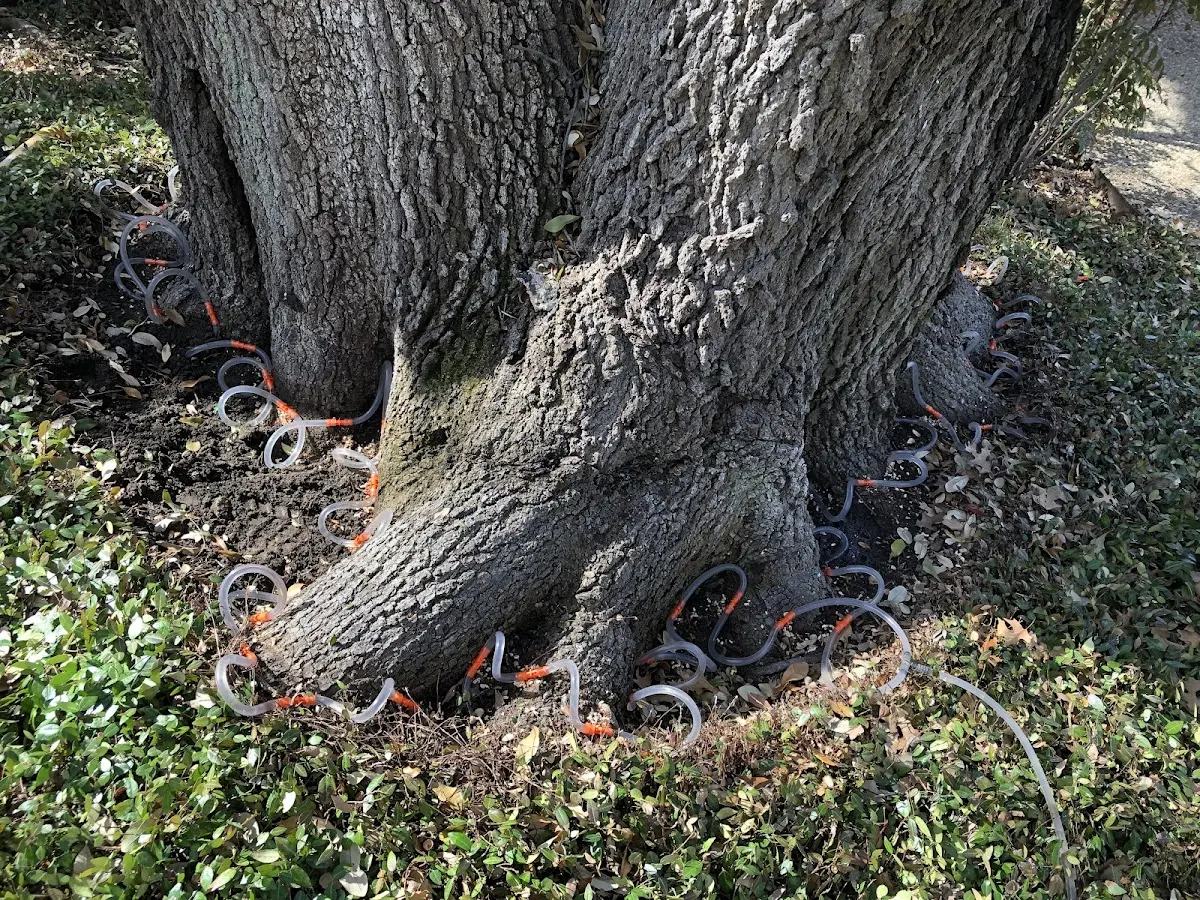 Detailed Tree Cabling and Bracing job site in Krotz Springs