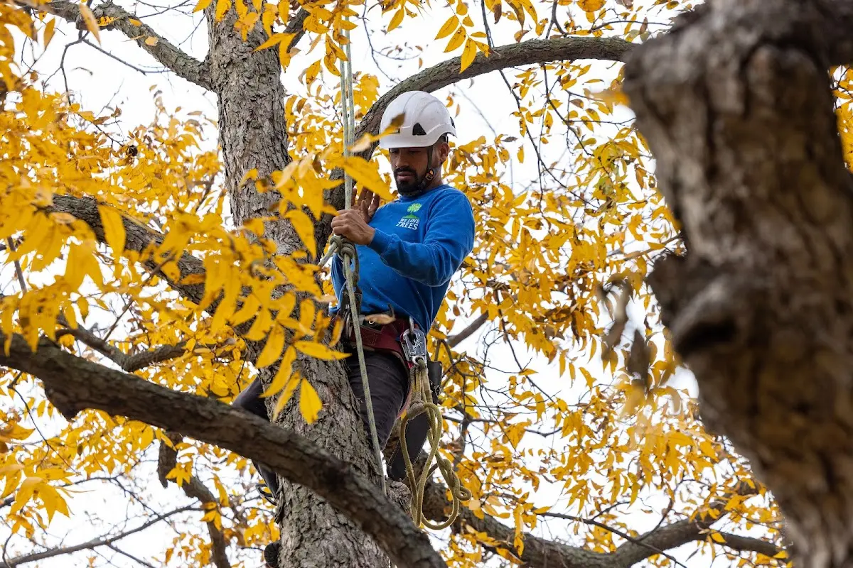 Skilled Tree Pruning crew working in Krotz Springs