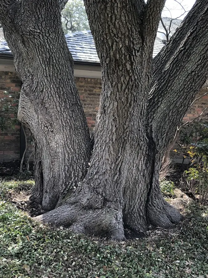 Mature heritage tree close to a Krotz Springs property cared for by certified arborists